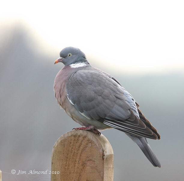 Wood Pigeon Chasewater 5 3 08 IMG_9825